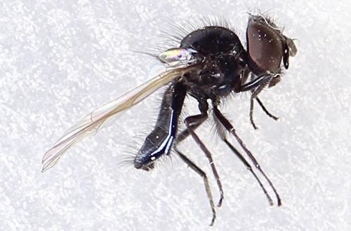 Lonchaea fraxina